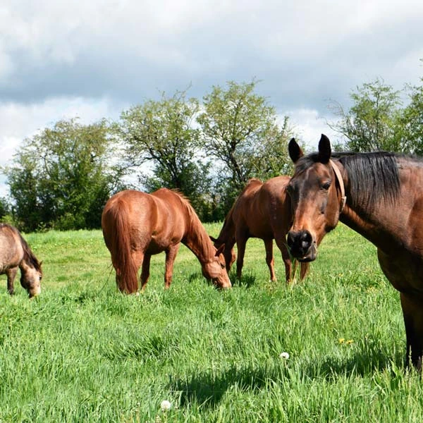 Pension pour chevaux à Effiat, Puy-de-Dôme